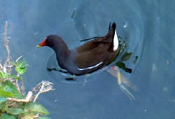 Gallinella d'acqua